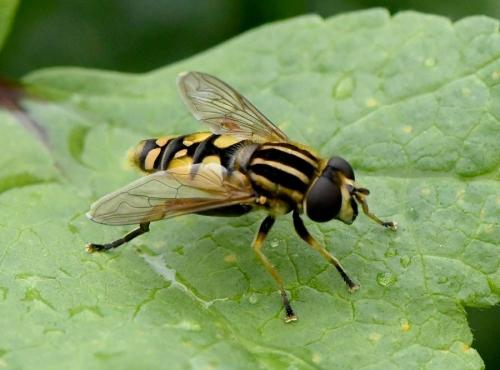 Réf. 217 761 : Helophilus pendulus